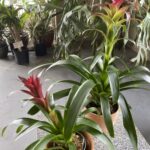 A plant that is in a pot on the ground.