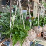 A group of plants that are hanging from hooks.
