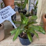 A plant that is on top of a table.