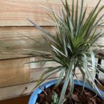 A plant in a blue bowl on the ground.