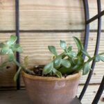 A plant in a brown pot on top of a table.
