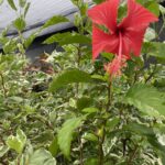 A red flower is growing in the middle of some green plants.