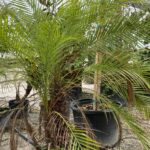 A palm tree is growing in the dirt.