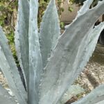 A close up of the leaves on an agave plant.