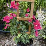 A wooden trellis with flowers growing in it.