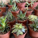 A group of potted plants sitting on top of a table.