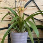 A plant is sitting in a pot on the ground.