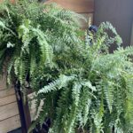 A large plant that is in the house