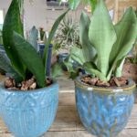 Two blue pots with plants in them on a table.