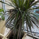 A plant that is growing in the ground.