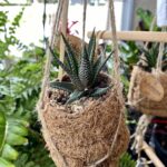 A plant in a hanging basket on top of a table.
