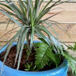 A blue pot with plants in it on the ground
